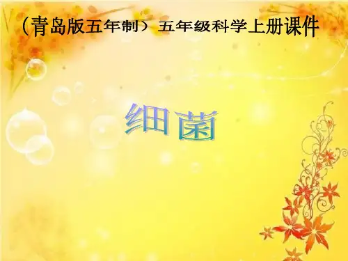 青岛小学科学六上《2、细菌》PPT课件 (5)