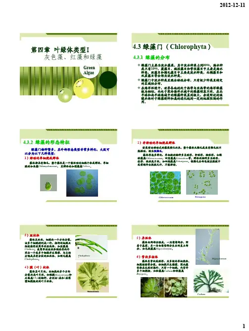 海藻学-4-2