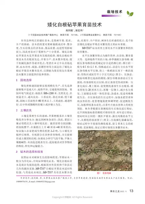 矮化自根砧苹果育苗技术