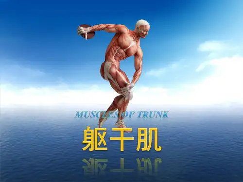 医学ppt课件：躯干肌