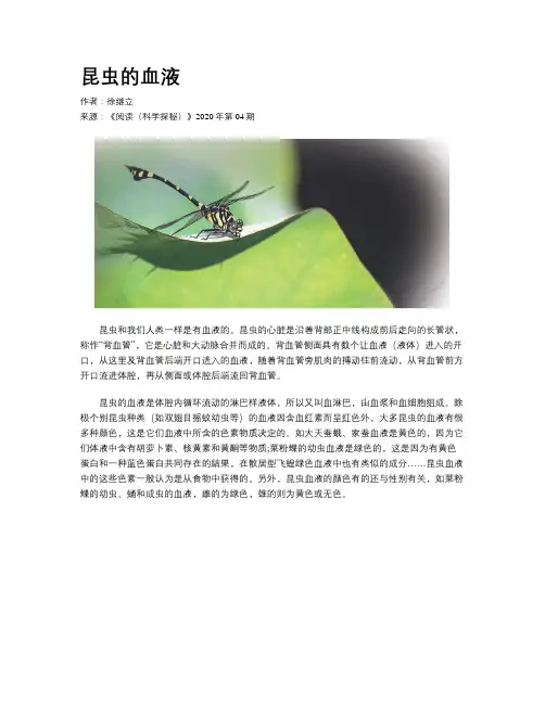 昆虫的血液