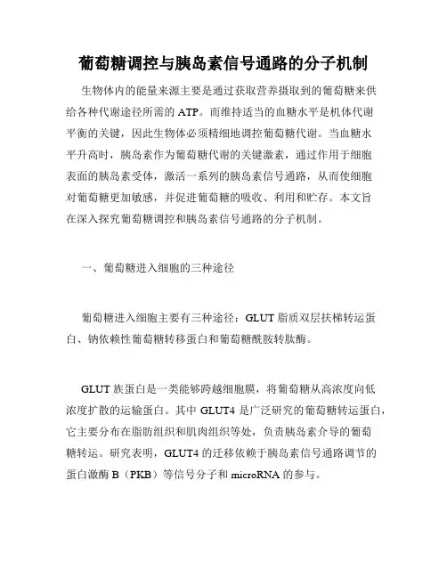 葡萄糖调控与胰岛素信号通路的分子机制