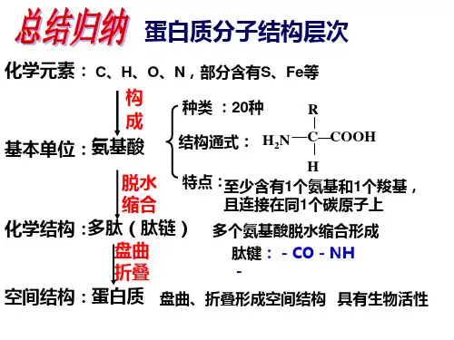 高中蛋白质和核酸总结
