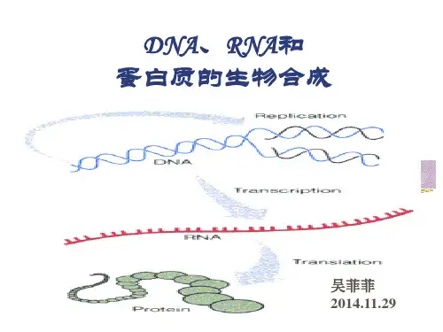 DNA、RNA和蛋白质的生物合成