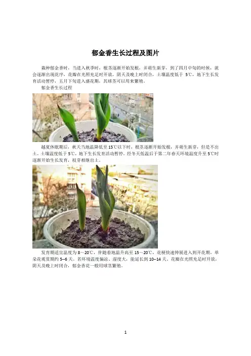 郁金香生长过程及图片