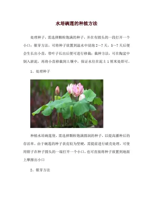 水培碗莲的种植方法