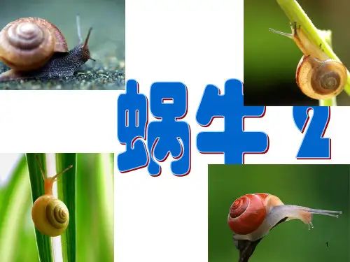 【精选】三年级上册科学课件-2.3蜗牛(二) ｜教科版   (共14张PPT)