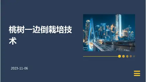 桃树一边倒栽培技术
