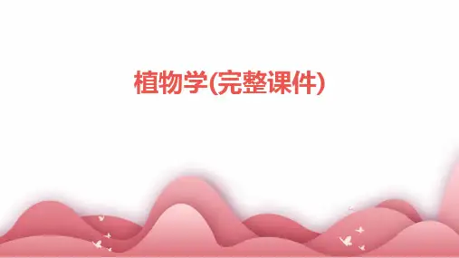 植物学(完整课件)