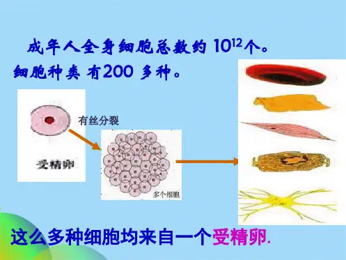 生物细胞分化衰老凋亡癌变复习课件(共38张PPT)