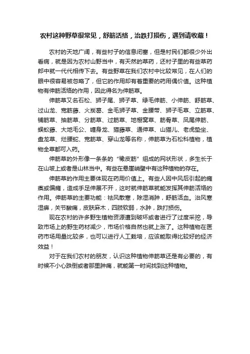 农村这种野草很常见，舒筋活络，治跌打损伤，遇到请收藏！