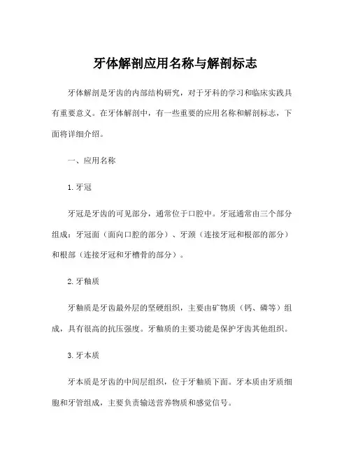 牙体解剖应用名称与解剖标志