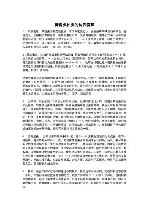黄粉虫种虫的饲养