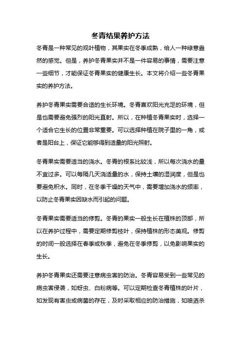 冬青结果养护方法