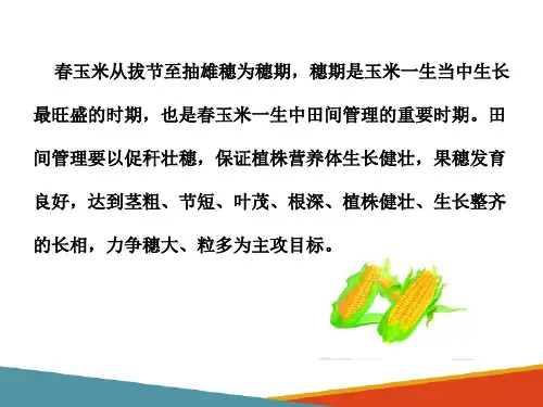 玉米穗期长势诊断技术(玉米生产技术课件)