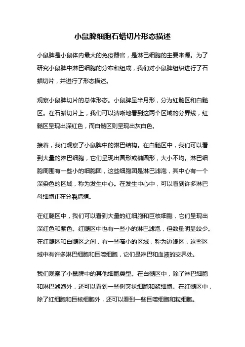 小鼠脾细胞石蜡切片形态描述