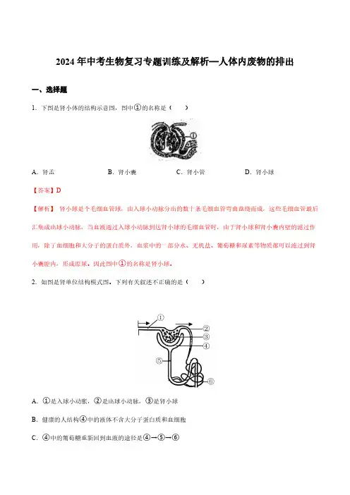 2024年中考生物复习专题训练及解析—人体内废物的排出