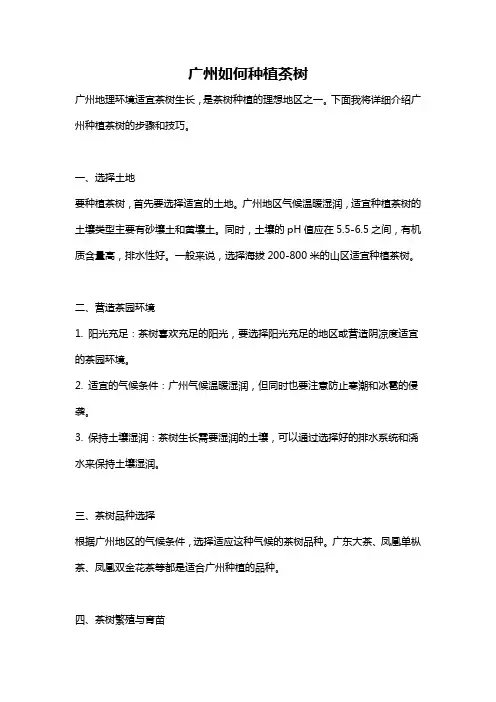 广州如何种植茶树