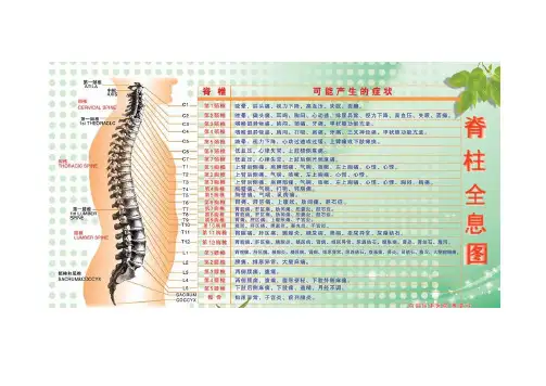 脊椎全息图