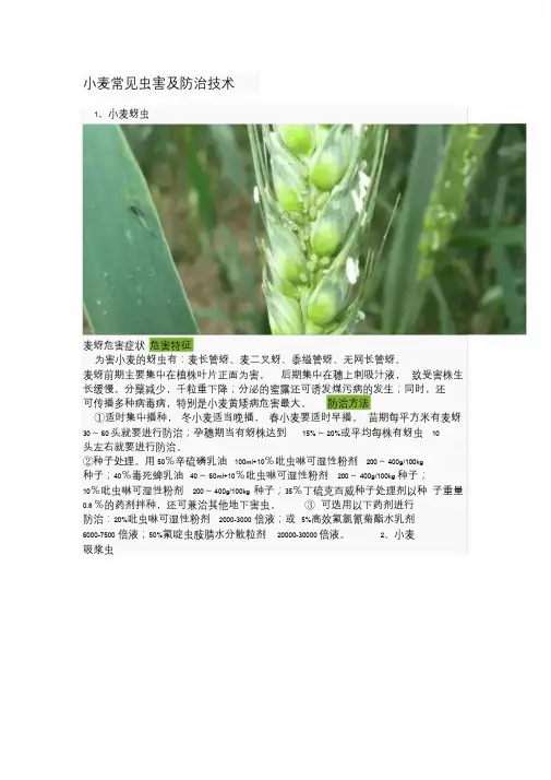 小麦常见虫害及防治技术.doc