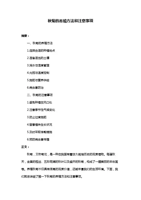 秋菊的养殖方法和注意事项