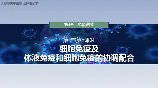 【课件】细胞免疫及体液免疫和细胞免疫的协调配合课件高二上学期生物人教版选择性必修1