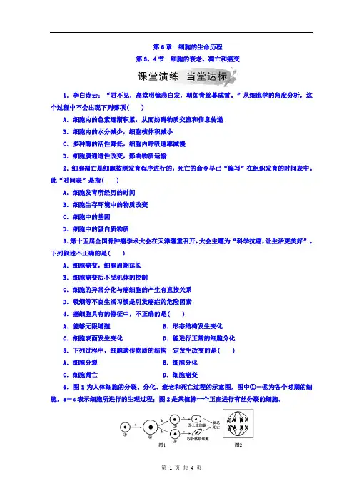 第6章 第3、4节 细胞的衰老、凋亡和癌变 Word版含答案