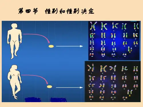 八年级生物上册20.4性别和性别决定课件4新版北师大版PPT