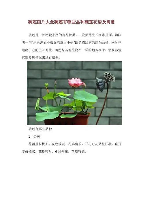 碗莲图片大全 碗莲有哪些品种 碗莲花语及寓意