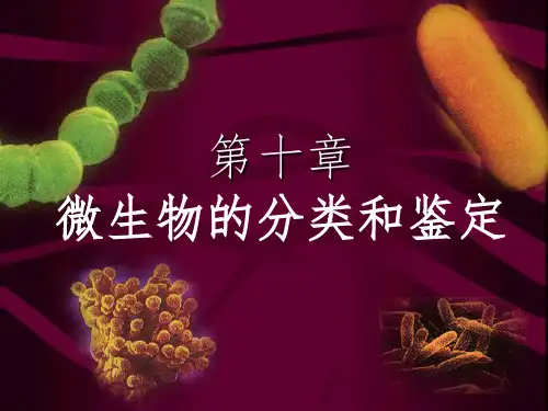 微生物分类和鉴定课件PPT