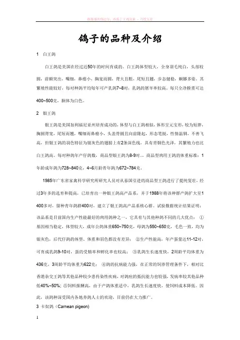 鸽子的品种及详解(配图)