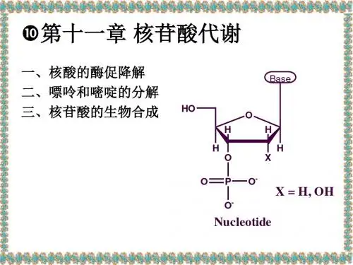 第十一章 核苷酸代谢 PPT课件