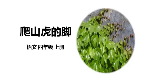《爬山虎的脚》ppt课件