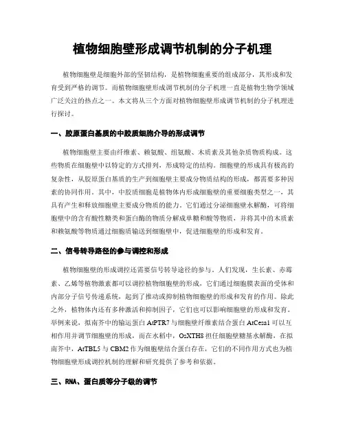 植物细胞壁形成调节机制的分子机理