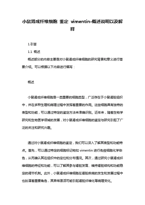 小鼠肾成纤维细胞 鉴定 vimentin-概述说明以及解释
