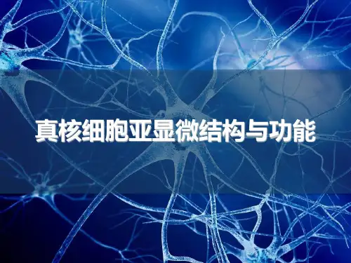 真核细胞亚显微结构与功能-课件