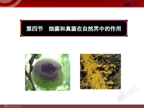 第四节  细菌和真菌在自然界中的作用(人教版八年级上)