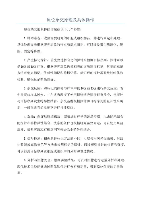 原位杂交原理及具体操作
