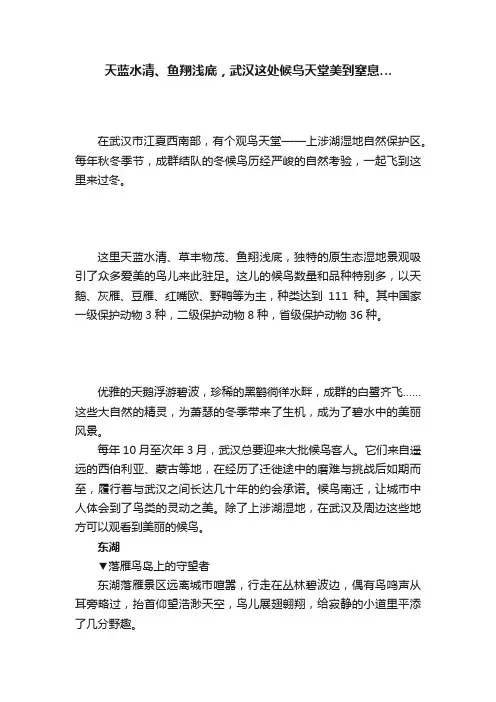 天蓝水清、鱼翔浅底，武汉这处候鸟天堂美到窒息…