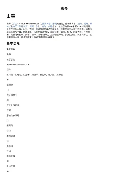 山莓——精选推荐
