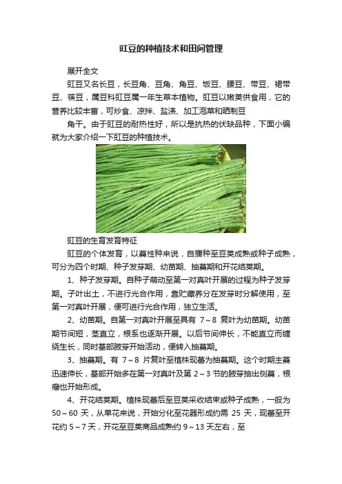 豇豆的种植技术和田间管理