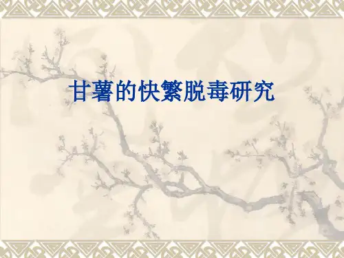 甘薯快繁脱毒讲解
