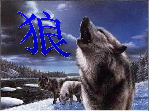 《狼》PPT课件3