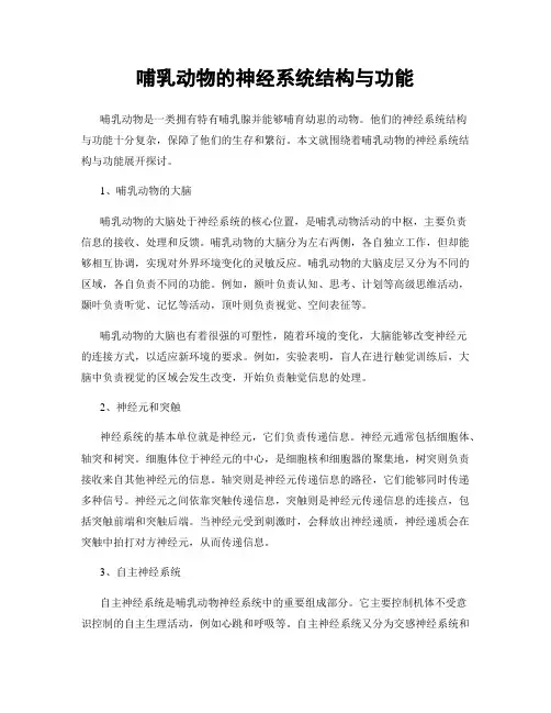 哺乳动物的神经系统结构与功能