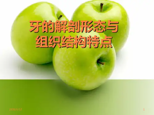 儿牙解剖与生理PPT课件