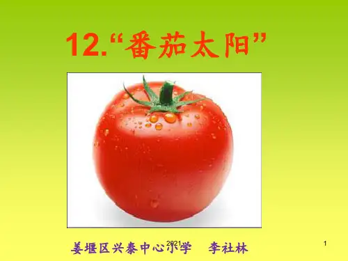 苏教版四年级语文下册《番茄太阳》PPT课件