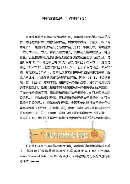 神经系统概述——脊神经（1）