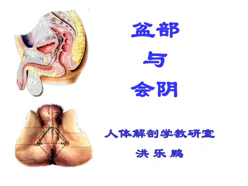 盆部与会阴(本科)