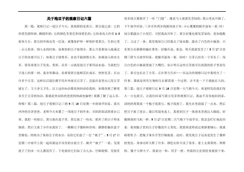 关于泡豆子的观察日记六篇