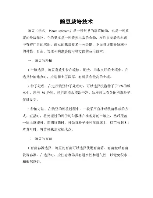 豌豆栽培技术